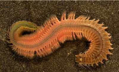 唐朝年间广州海滩发现巨型海蜈蚣一条腿就有120斤重