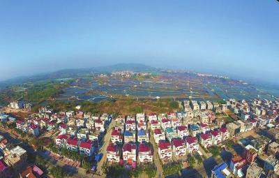 作为福建河鲀养殖的发源地,漳浦县佛昙镇水产养殖面积约4万亩,其中70