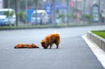 如何看待马路上撞死动物的问题?