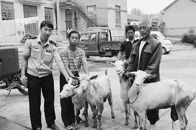 右玉:公安局刑侦大队成功破获两起盗抢牲畜案