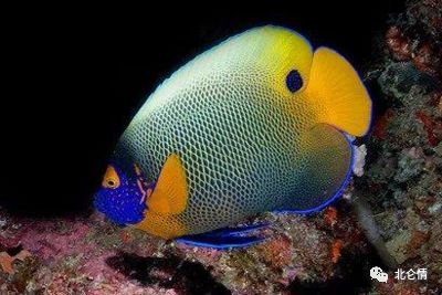 成鱼栖息于珊瑚丛生的岩架,峡道以及面海礁石水深1-100米之间的水域.