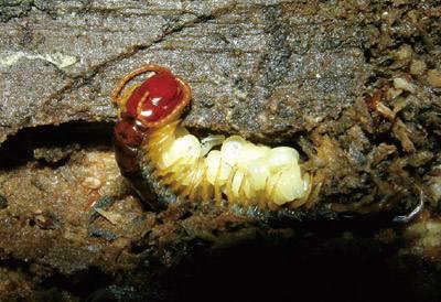 一网友拍摄了蜈蚣产卵过程看上去感觉很痛的样子