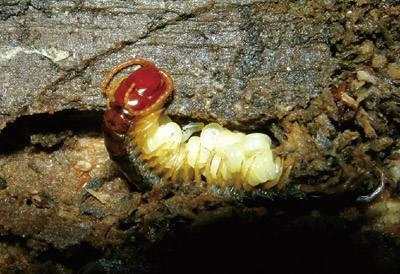 一网友拍摄了蜈蚣产卵过程, 看上去感觉很痛的样子!