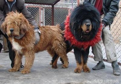 网友晒出一只原生藏狮犬，这凌乱的发型，你能看出它是一只狗吗？