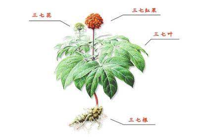 三七粉三七花的作用 南瓜与疏通血管的三大蔬菜功效