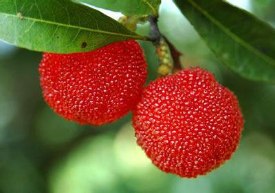 农村这几种野果,竟如此神奇,营养丰富,药用价值高,你都吃过吗