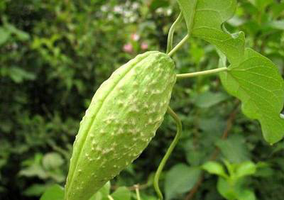 农村人称它为奶浆藤,果子可产乳汁,白毛可止血