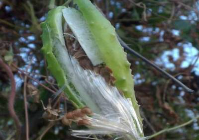 农村人称它为奶浆藤,果子可产乳汁,白毛可止血