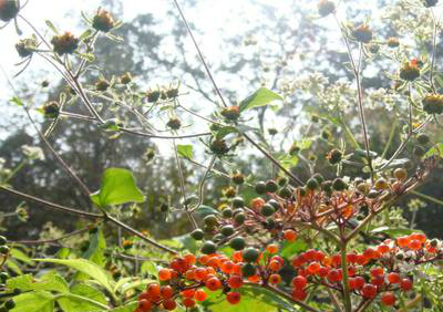 农村的这种臭草,又名接骨草,治疗跌打损伤一绝