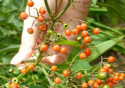 农村的这种臭草又名接骨草治疗跌打损伤一绝