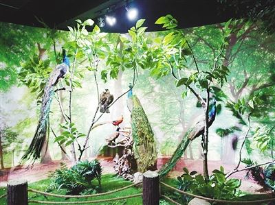 漯河神州鸟园 鸟标本馆即将开放