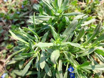 农村这种野菜救了不少人了医生都抢着吃城里人看了都不认识