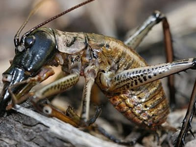 昆虫的排名_昆虫简笔画(3)