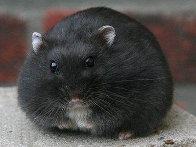 仓鼠的一种,因其形态和毛色与黑熊相似,故称黑熊仓鼠.