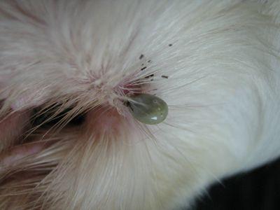 狗狗身上长了狗豆子你可以用这些方法去除