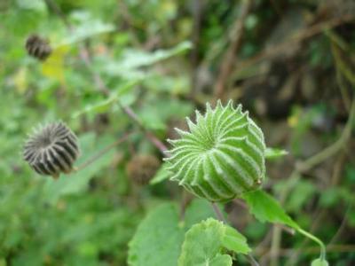 没想到能治很多病症,知道的人不多|冬葵子|农村|植物_新浪新闻