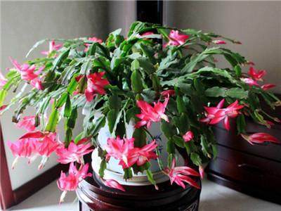 最适合家里养的6花卉盆栽,旺家又旺财,关键还