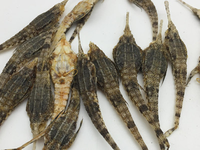 经常吃海鲜的人都不一定见过这些海产品,真的涨见识了|海产品|见识|鲎