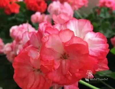 天竺葵矮生,勤花,球大,品种特别多聚集一身的优点,爱不释手!