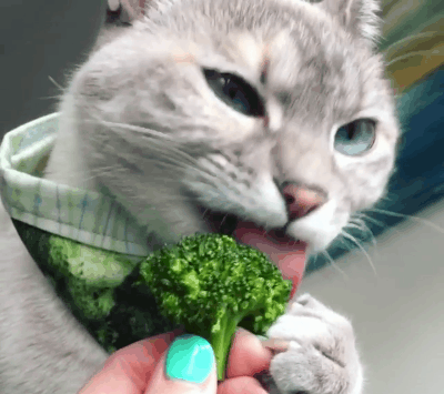 佛系猫天天拿蔬菜当饭,最爱绿色菜叶子,内心怕是住着一只兔子吧