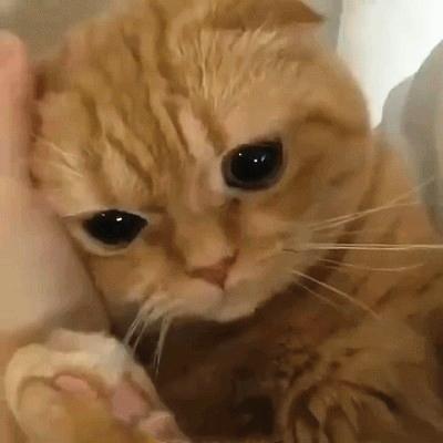 一脸委屈也是敲可爱了|猫猫|猫咪|精致的_新浪新闻