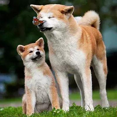 如何辨别大黄狗,秋田犬和柴犬,看看这篇文章你就知道啦