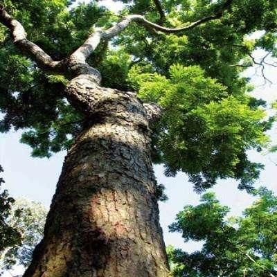 家具中的山河美景: 巴西花梨木, 华贵之花.深受富商喜爱