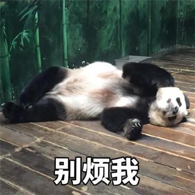大熊猫表情包套图兽人永不为奴