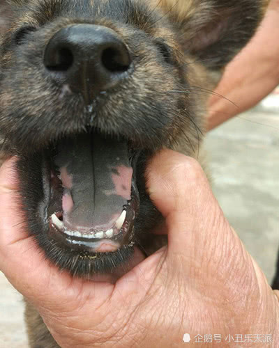 农村里的中华田园犬,带花舌的十有九猎,你认同吗?