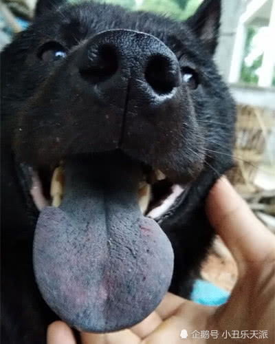 农村里的中华田园犬,带花舌的十有九猎,你认同吗?