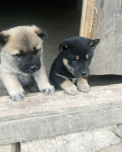 农村养的中华田园犬可爱又忠诚为何常遭鄙夷