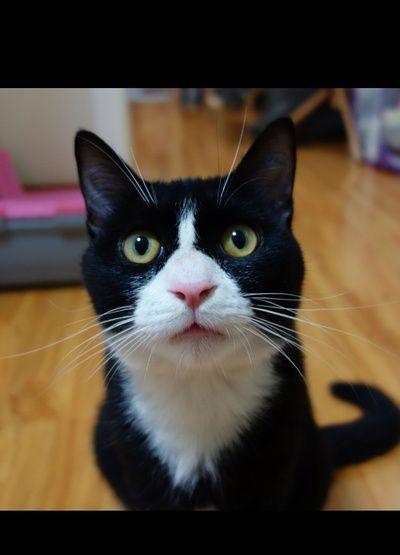 你喜欢奶牛猫吗 着一身黑白 奶牛猫们看起来都帅帅的