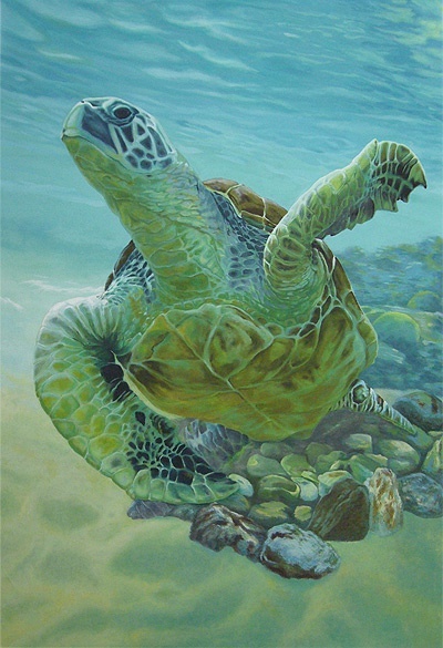 水彩乌龟素