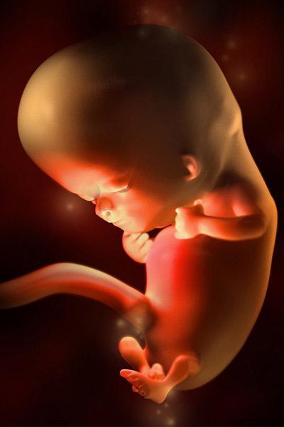孕十周胎儿位置图片图片