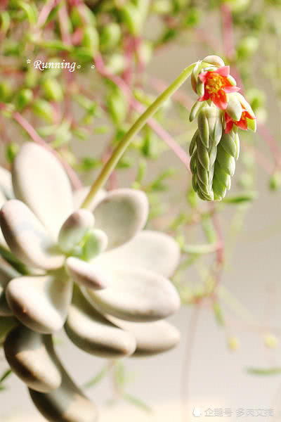 原来桃美人开花是这样的,真是美极了!