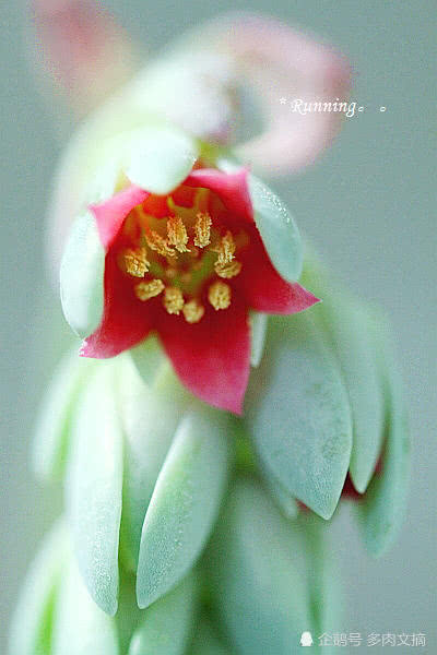 原来桃美人开花是这样的,真是美极了!