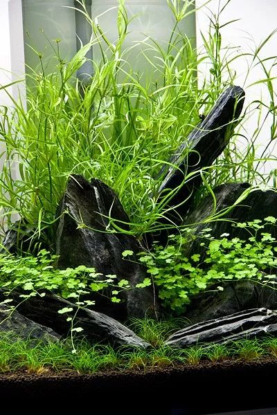 家居水景丨造型独特透彻干净的水草造景缸