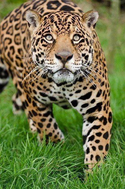 生活在陆地上的五个最具代表性的食肉猛兽