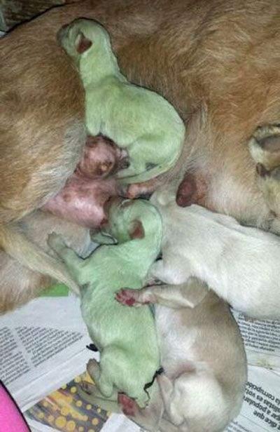 狗狗|小狗|狗_新浪新闻