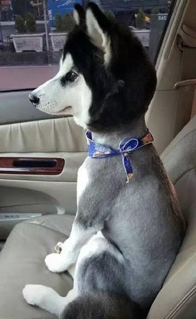 主人|哈士奇|毛发_新浪新闻