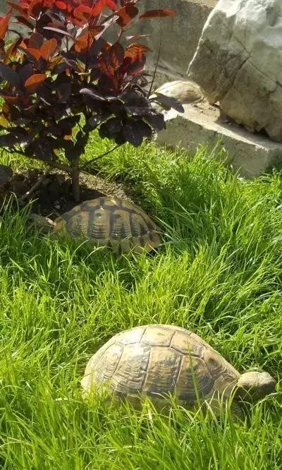 比利时赫曼陆龟的繁殖饲养环境让你一饱眼福