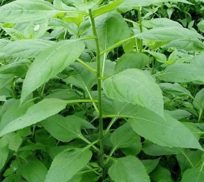 这种植物对人体有很大的帮助,尤其是女人