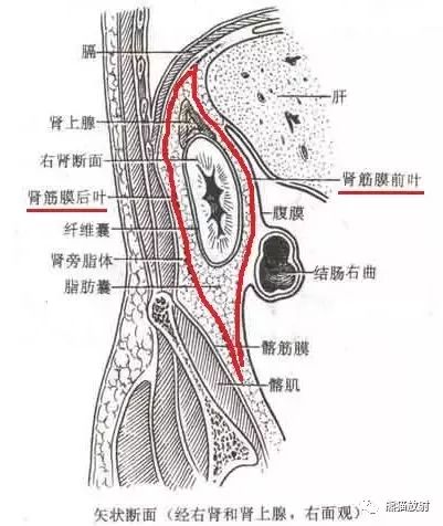 解剖腹膜后间隙