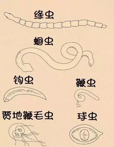 养宠一定要知道的狗狗血便原因|狗狗|寄生虫|肾衰竭_新浪新闻