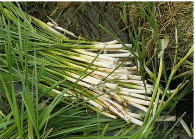 它是长在水里的蔬菜,又叫"抗金菜",生吃可止消渴,益处多多