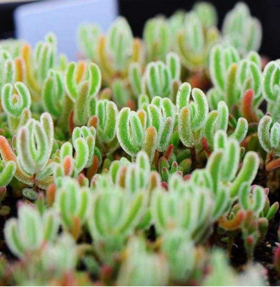 多肉植物冰花环境不一样生长期也有长短