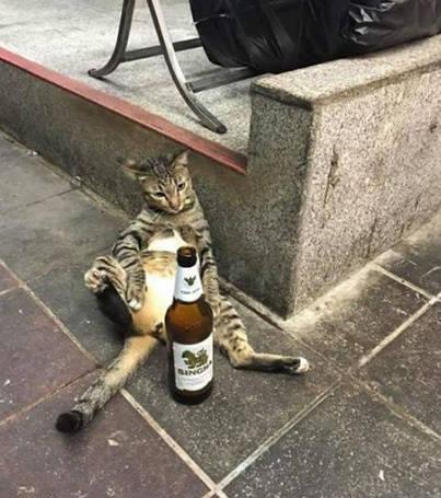 流浪猫失魂落魄地坐在街头喝啤酒一脸无奈惹人心疼