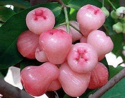 抽烟的人多吃它,排出肺毒,预防肺癌,记得告诉家里抽烟的人