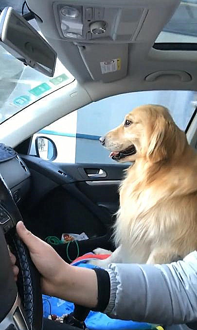 女司机开车带金毛兜风,一个急刹车,金毛就倒了!