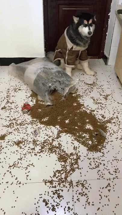 铲屎官新买了一大包狗粮,阿拉斯加拆家撒一地,主人给气爆了
